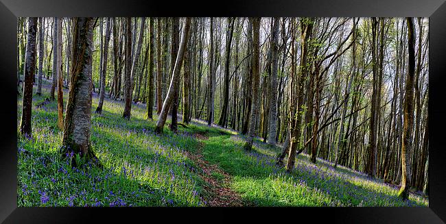 Bluebell Woods Framed Print by Helen Hotson