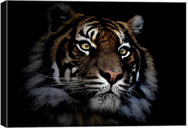 Sumatran tiger Canvas Print by Sheila Smart