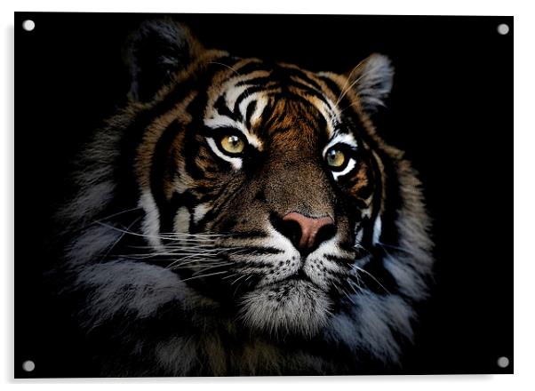 Sumatran tiger Acrylic by Sheila Smart