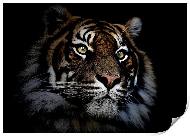 Sumatran tiger Print by Sheila Smart