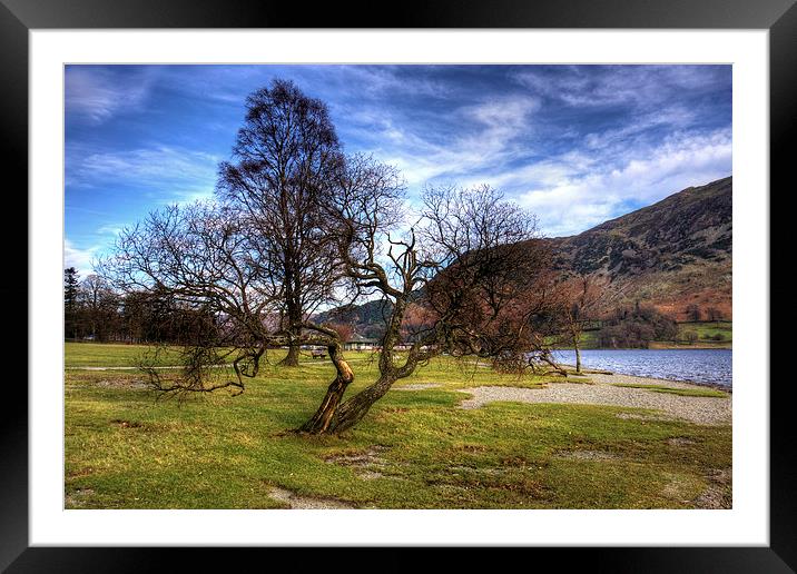 Gnarled Tree at Glenridding Framed Mounted Print by Tom Gomez