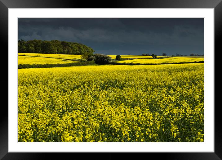 Sea of Yellow 2 Framed Mounted Print by Iksung Nah