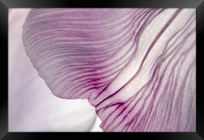 Translucent Petals 1 Framed Print by Jean Booth
