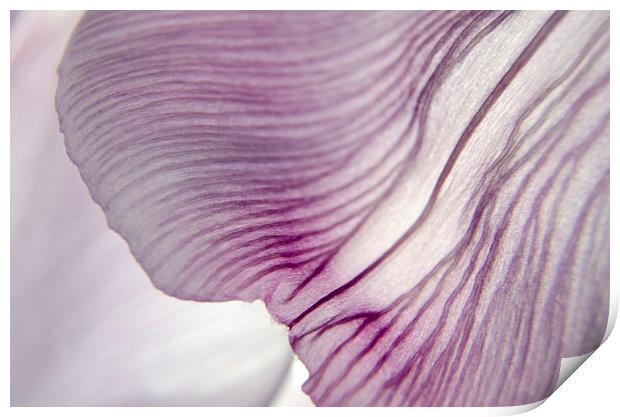 Translucent Petals 1 Print by Jean Booth