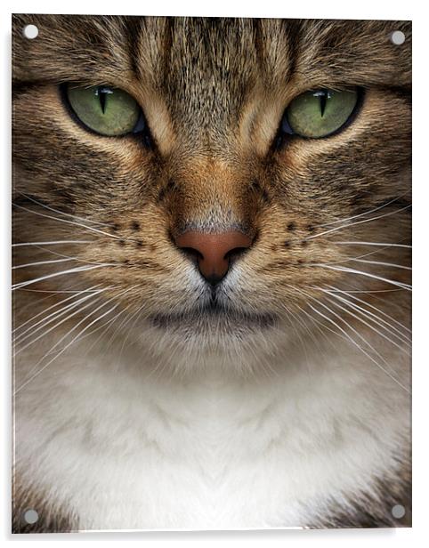 Cat Acrylic by Victor Burnside