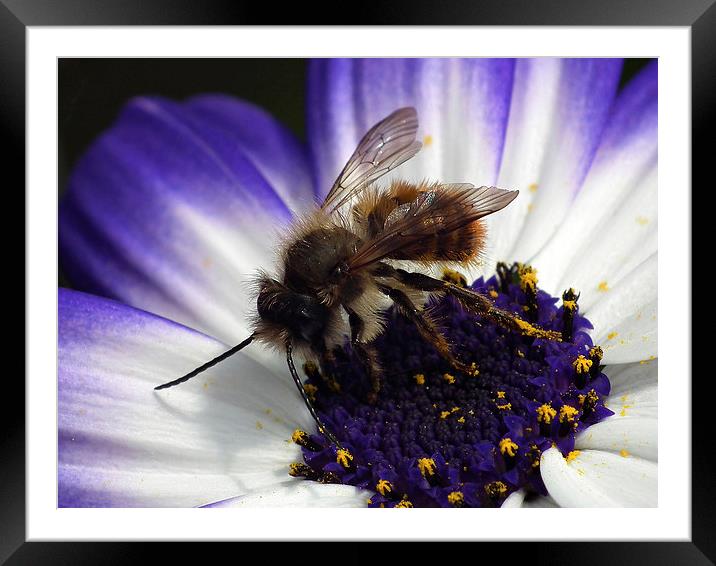 Dancing On Pollen Framed Mounted Print by michelle whitebrook