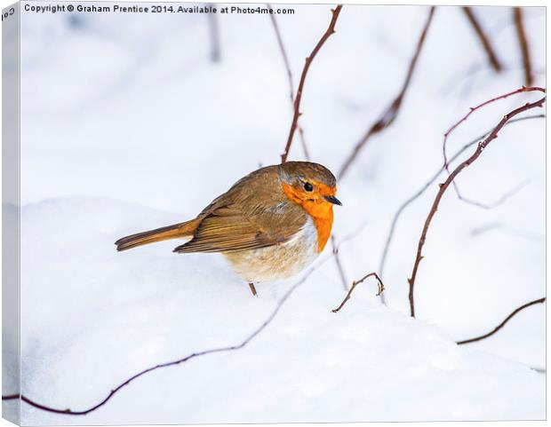 Robin In Snow Canvas Print by Graham Prentice