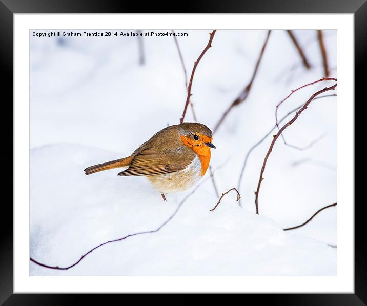 Robin In Snow Framed Mounted Print by Graham Prentice