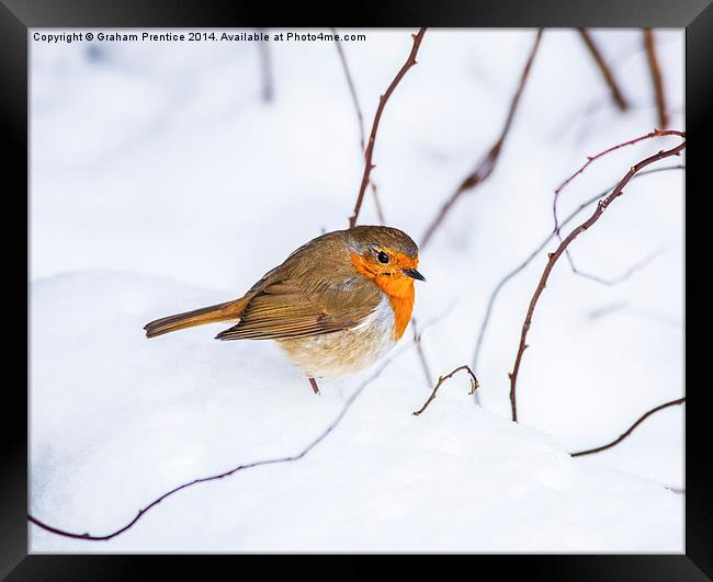 Robin In Snow Framed Print by Graham Prentice