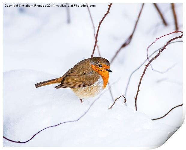 Robin In Snow Print by Graham Prentice