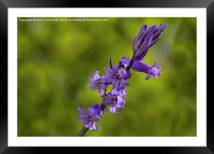 Enchanting Bluebell Bloom Framed Mounted Print by Alan Tunnicliffe