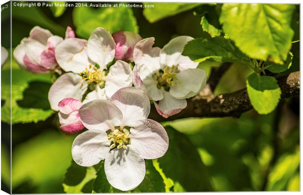 Apple Blossom Canvas Print by Paul Madden