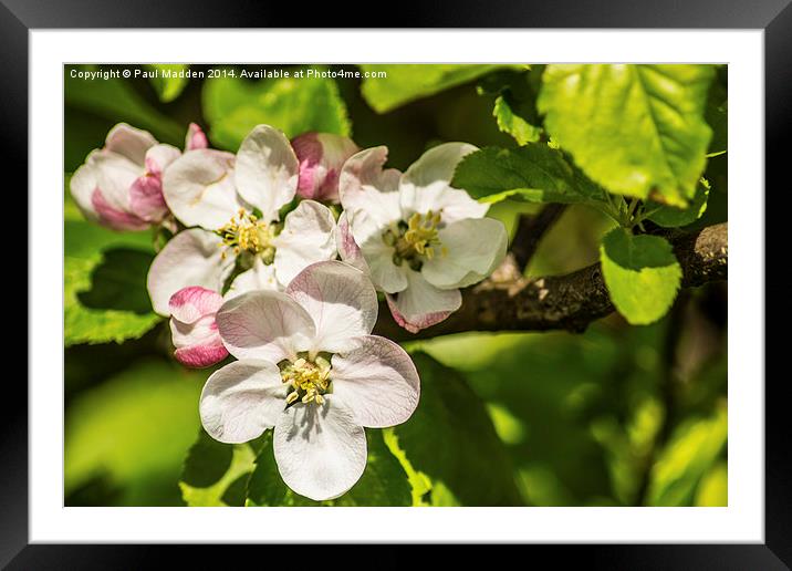 Apple Blossom Framed Mounted Print by Paul Madden