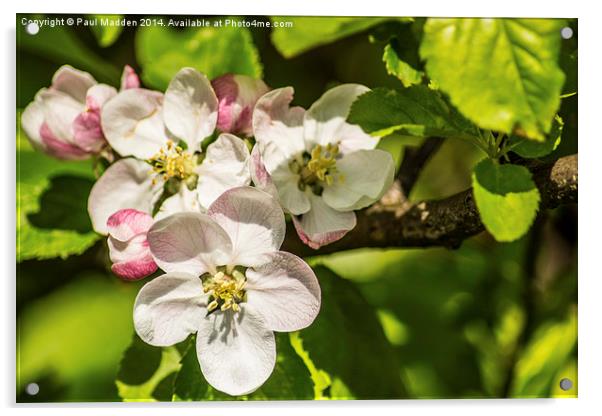 Apple Blossom Acrylic by Paul Madden