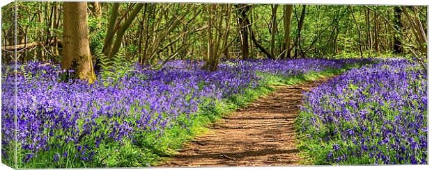 Path through a bluebell wood Canvas Print by Mark Bunning
