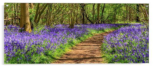 Path through a bluebell wood Acrylic by Mark Bunning