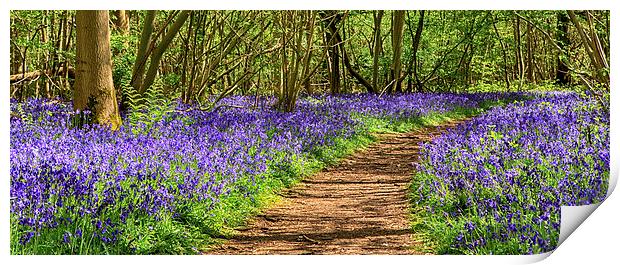 Path through a bluebell wood Print by Mark Bunning