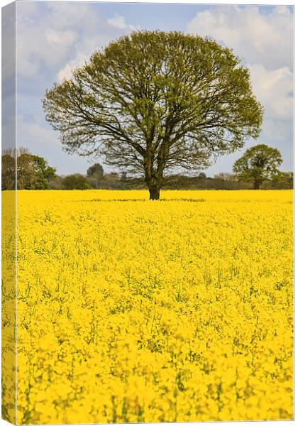 Feld of Rapeseed Canvas Print by Mark Bunning
