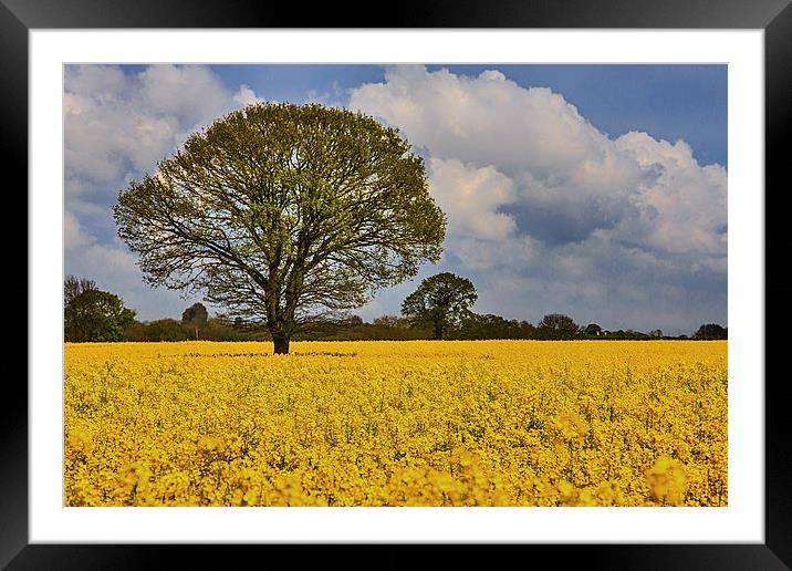 A field of rapeseed in norfolk Framed Mounted Print by Mark Bunning