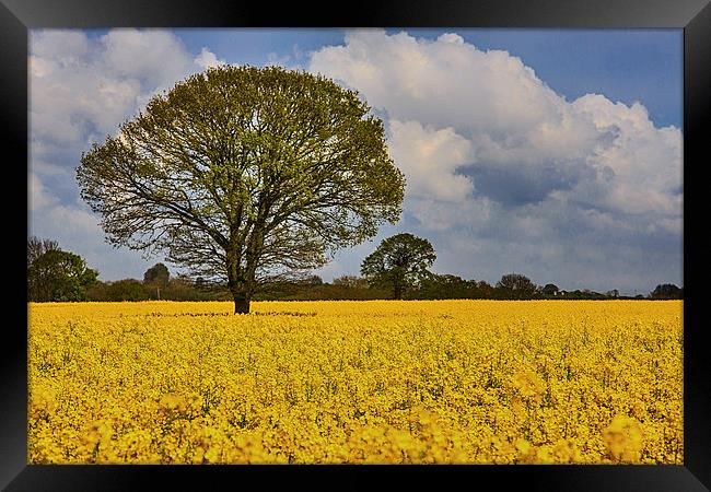 A field of rapeseed in norfolk Framed Print by Mark Bunning