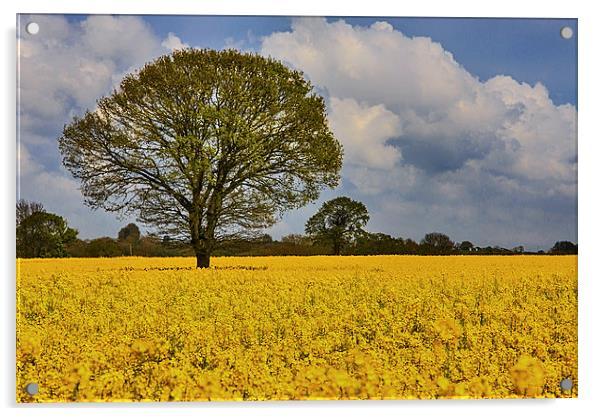 A field of rapeseed in norfolk Acrylic by Mark Bunning