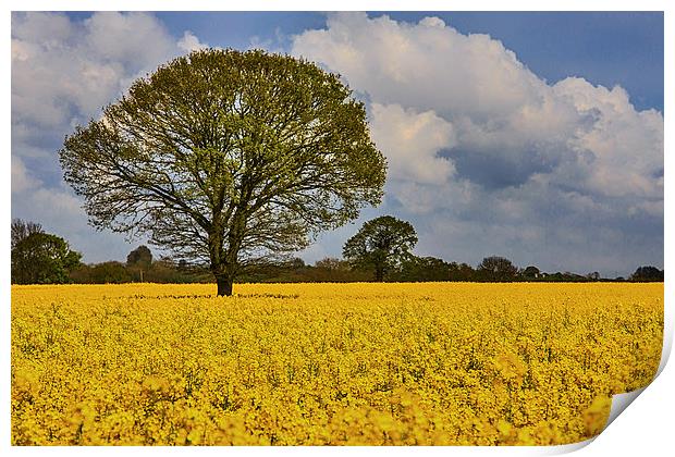 A field of rapeseed in norfolk Print by Mark Bunning