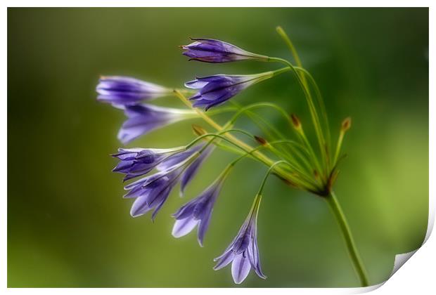 Blue Trumpets Print by Ann Garrett