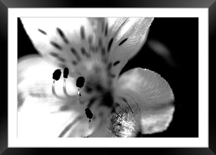 Tiger Lilly Monochrome Framed Mounted Print by Laura Witherden