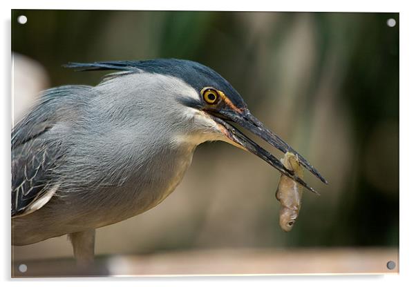 Heron dinner Acrylic by Peter West