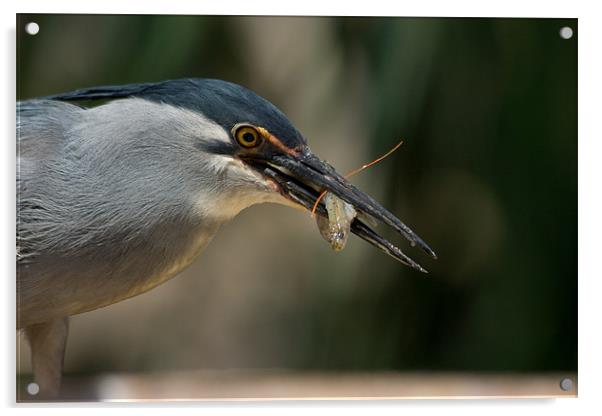 Heron Dinner 2 Acrylic by Peter West