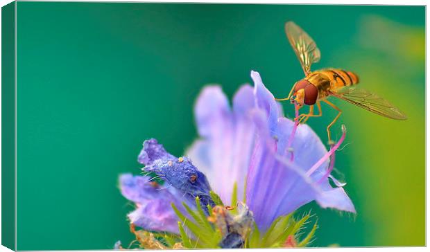 Hoverfly on Flower Canvas Print by Mark  F Banks