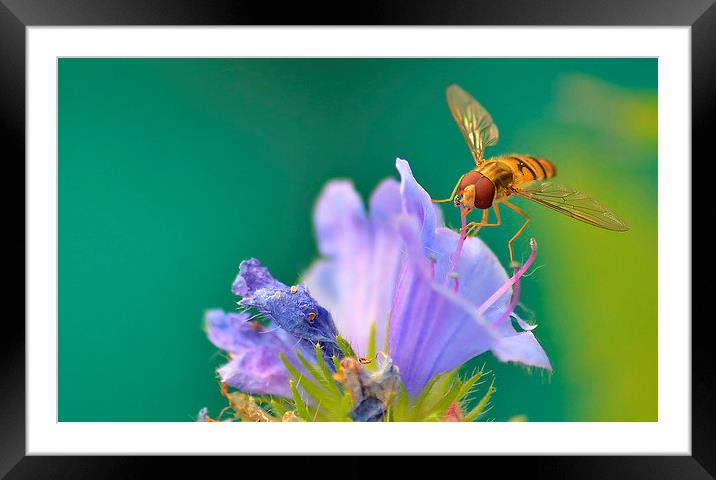 Hoverfly on Flower Framed Mounted Print by Mark  F Banks