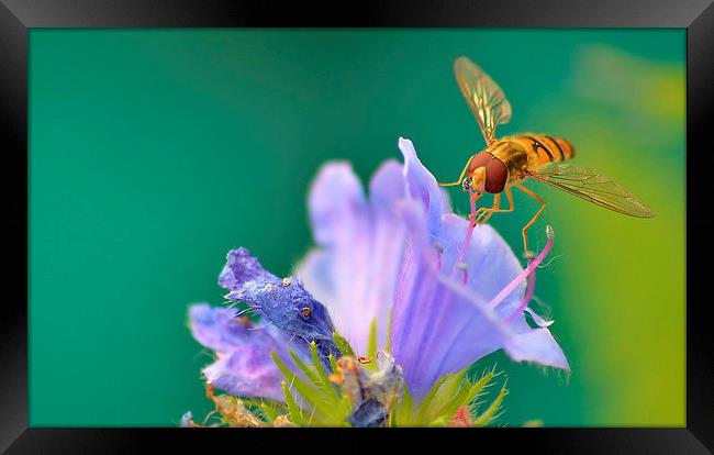 Hoverfly on Flower Framed Print by Mark  F Banks