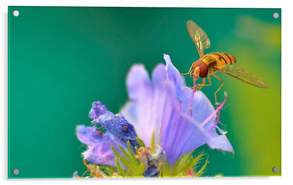 Hoverfly on Flower Acrylic by Mark  F Banks