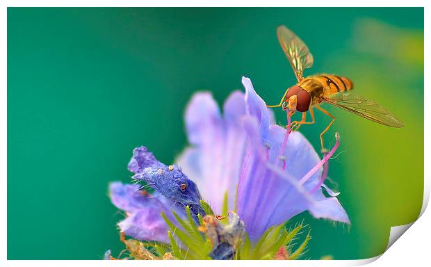 Hoverfly on Flower Print by Mark  F Banks