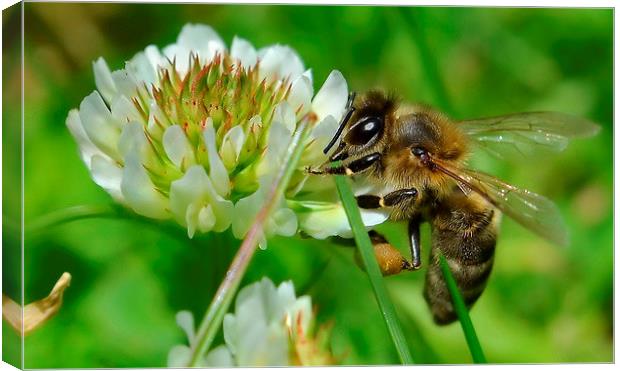 Bee in Clover Canvas Print by Mark  F Banks