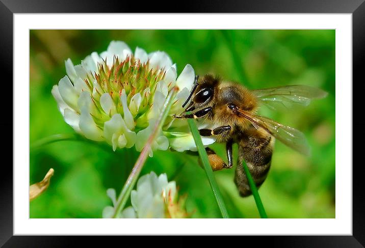 Bee in Clover Framed Mounted Print by Mark  F Banks