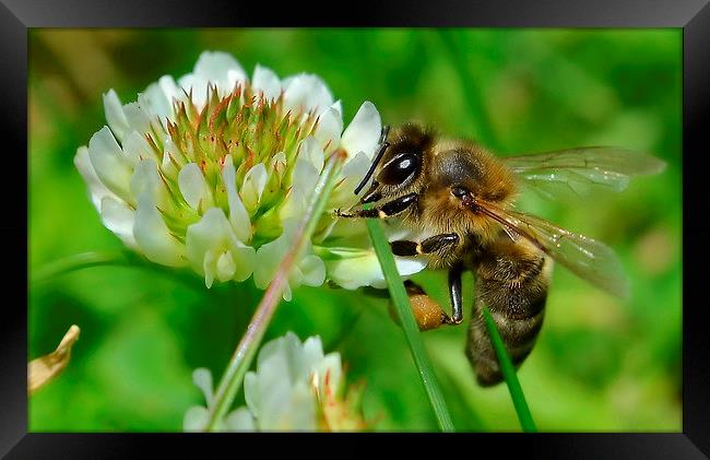 Bee in Clover Framed Print by Mark  F Banks