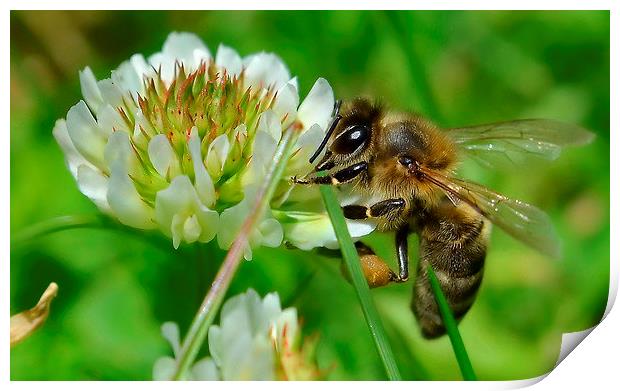 Bee in Clover Print by Mark  F Banks