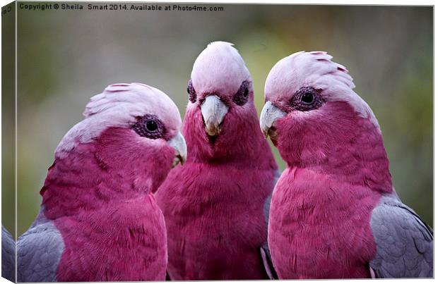 Trio of pink galahs Canvas Print by Sheila Smart