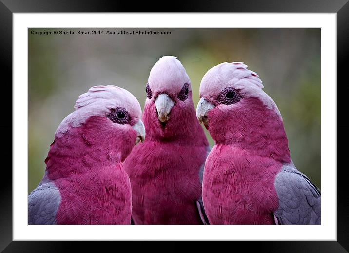 Trio of pink galahs Framed Mounted Print by Sheila Smart