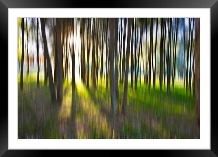 Trees Framed Mounted Print by Sheila Smart