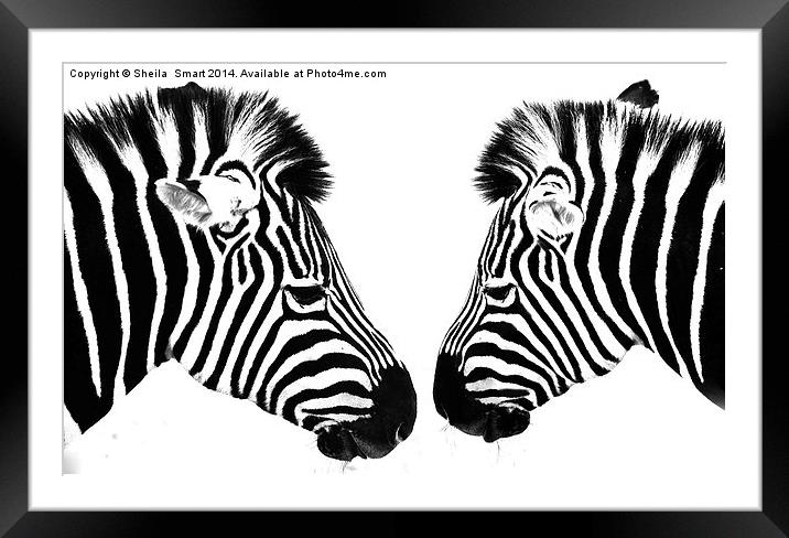 Zebras Framed Mounted Print by Sheila Smart
