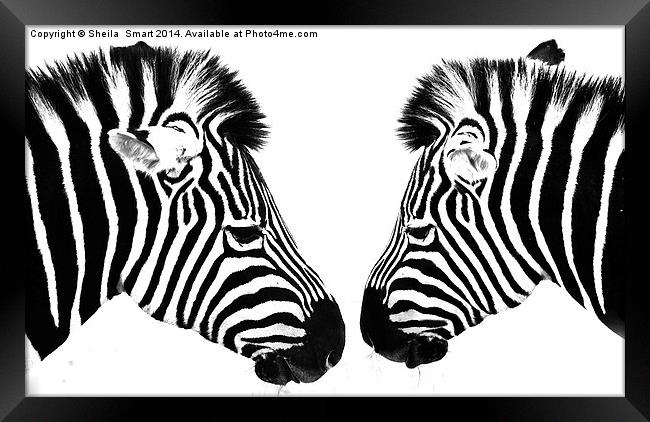 Zebras Framed Print by Sheila Smart