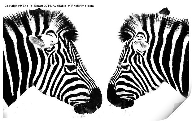 Zebras Print by Sheila Smart