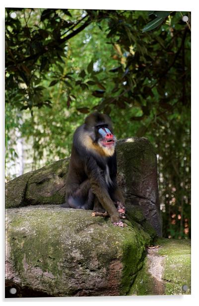 Smiling Mandrill Acrylic by Graham Palmer