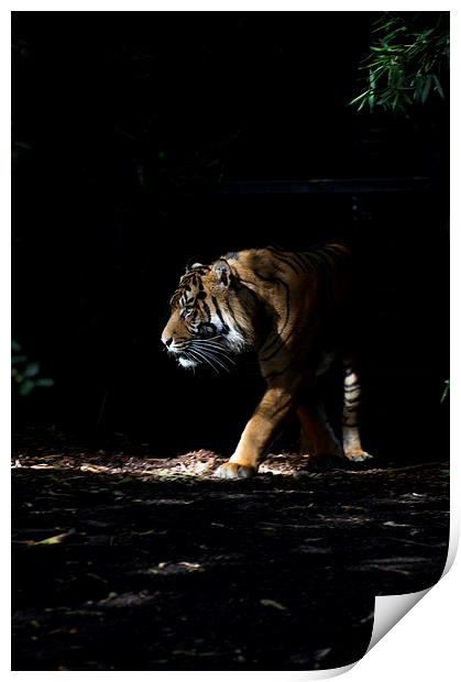 Tiger In The Sun Print by Graham Palmer