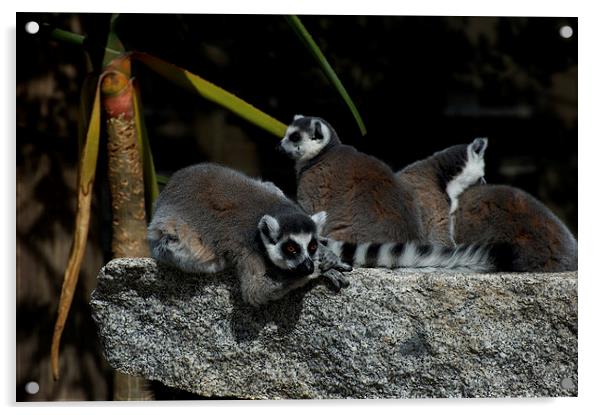 Lemur Ladies At Leisure Acrylic by Graham Palmer