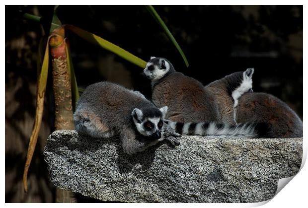 Lemur Ladies At Leisure Print by Graham Palmer