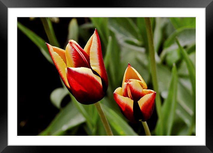 Spring Opening Framed Mounted Print by Chris Archer